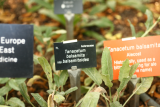 Tanacetum balsamita subsp. balsamitoides RCP7-2017 041.JPG